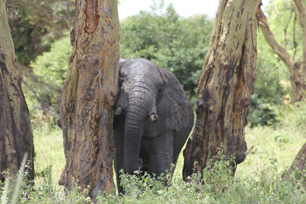 Meru National Park