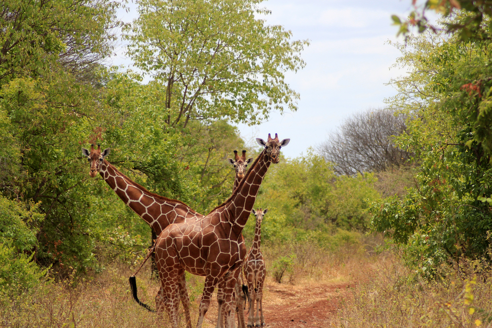 Meru National Park