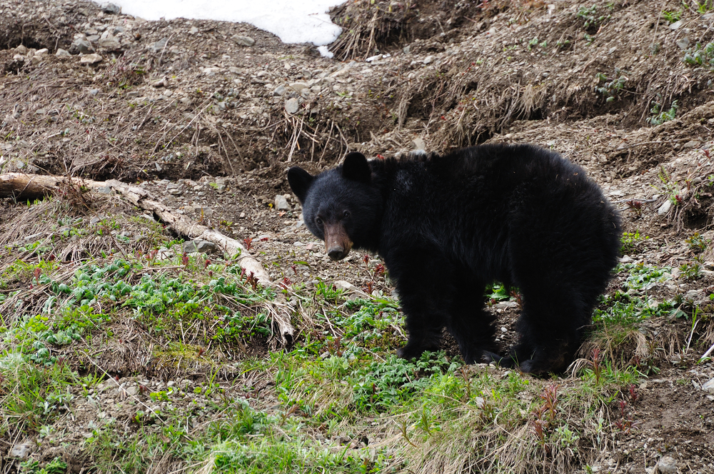 Olympic National Park