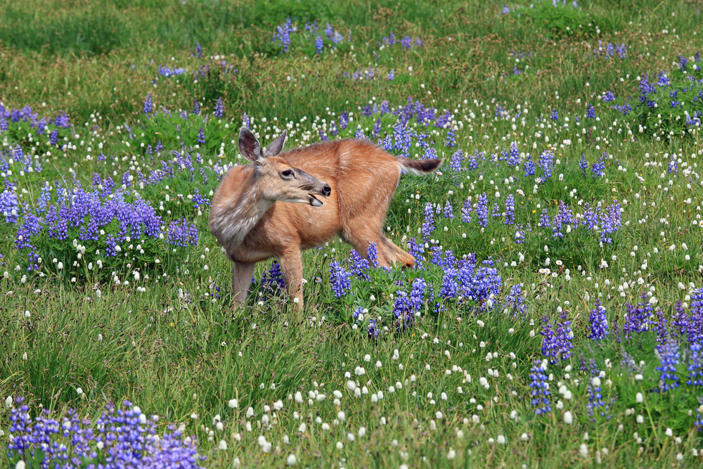 Olympic National Park