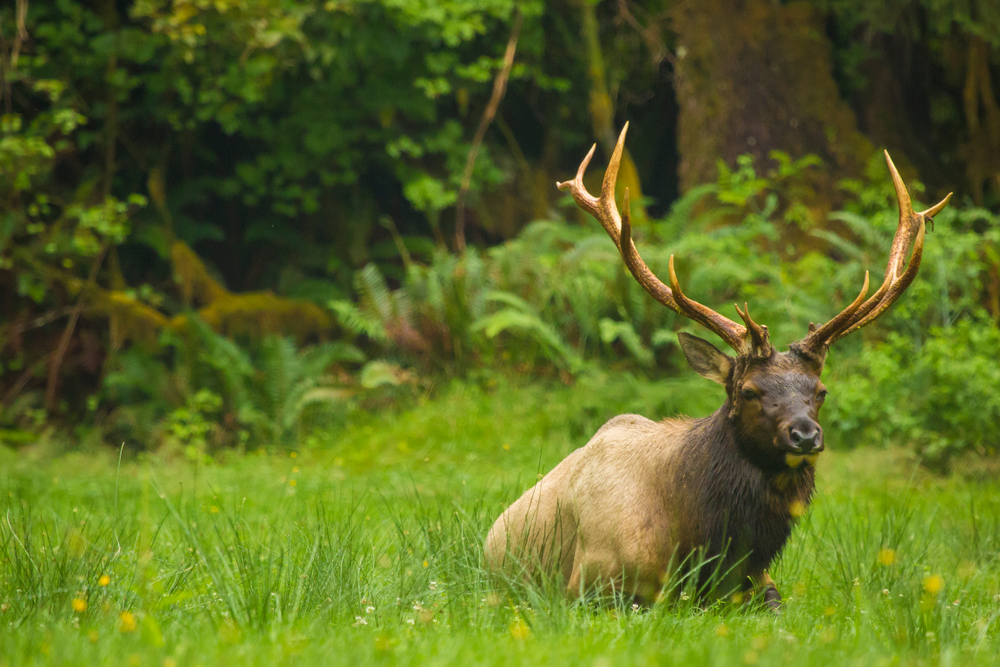 Olympic National Park