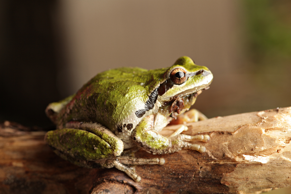 Olympic National Park