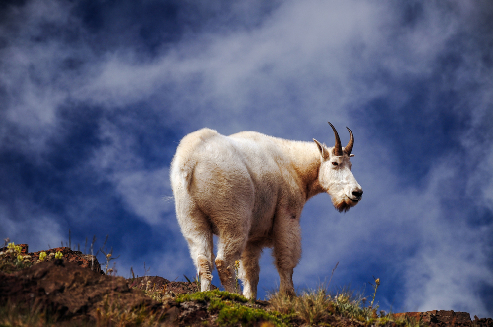 Olympic National Park