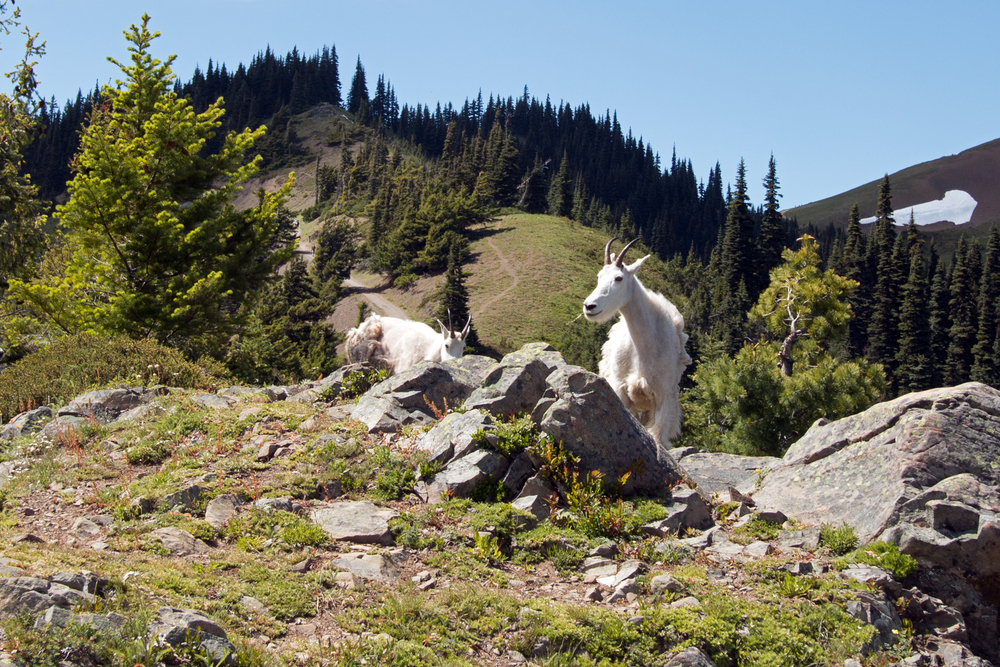 Olympic National Park