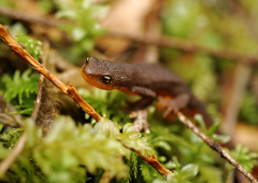 Olympic National Park