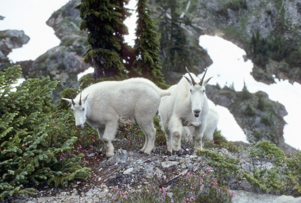 Olympic National Park