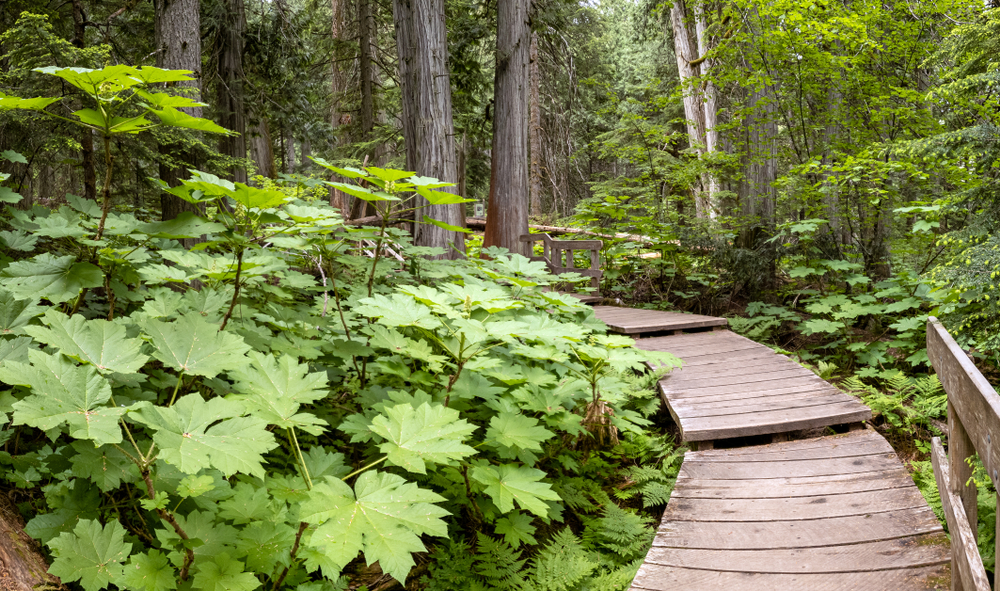 Mount Revelstoke National Park