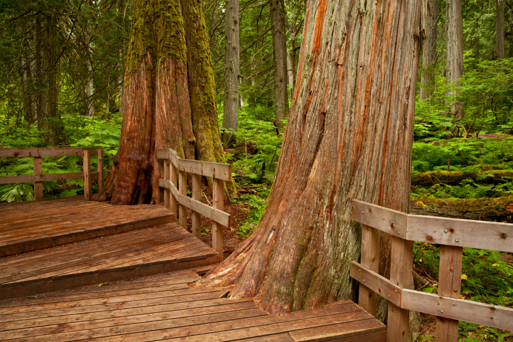 Mount Revelstoke National Park