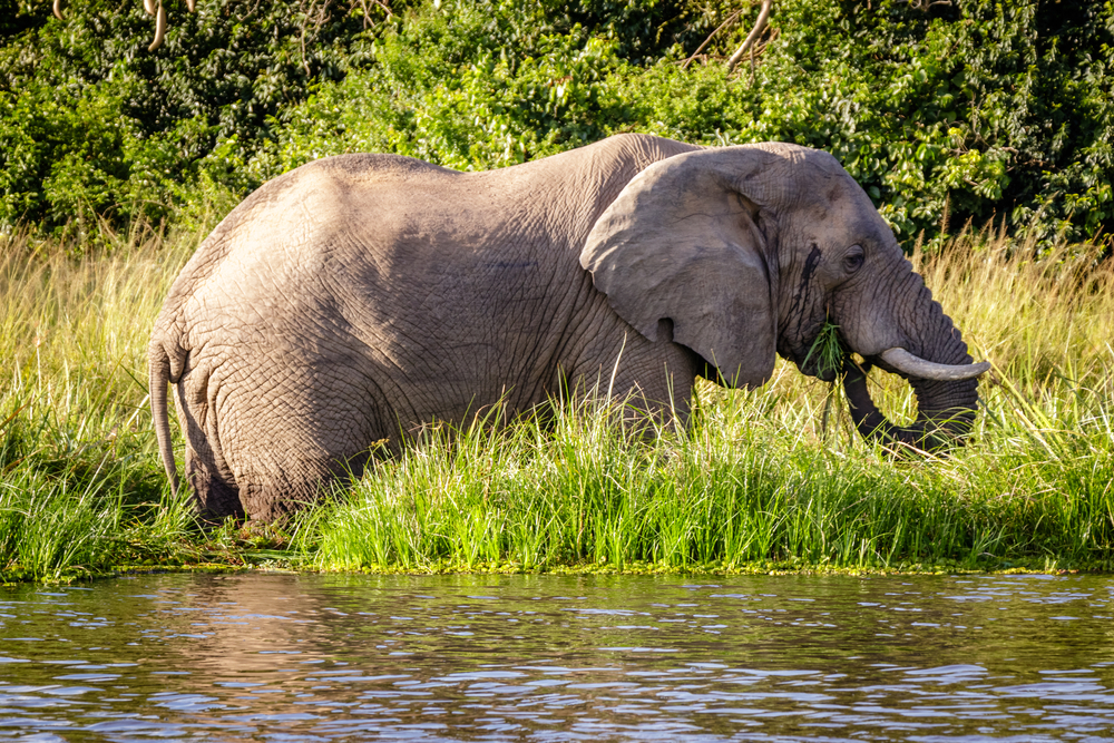 Murchison Falls National Park