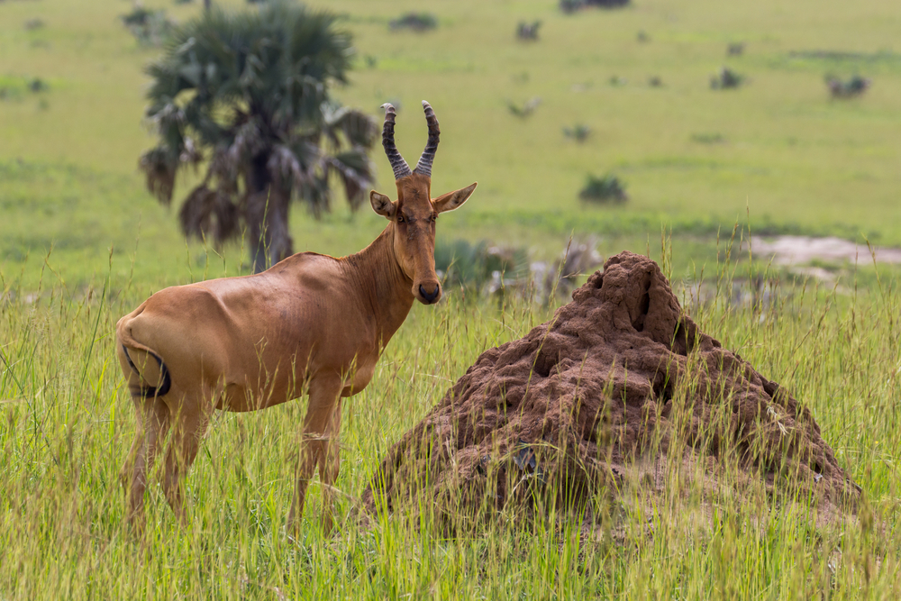 Murchison Falls National Park