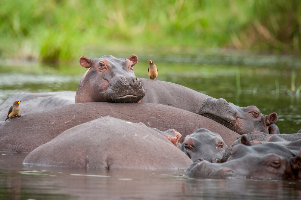 Murchison Falls National Park