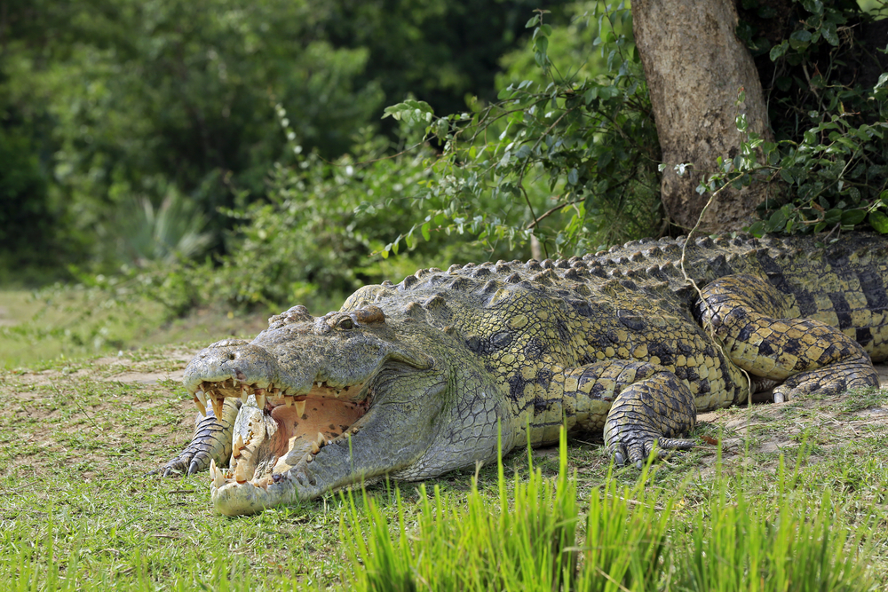 Murchison Falls National Park