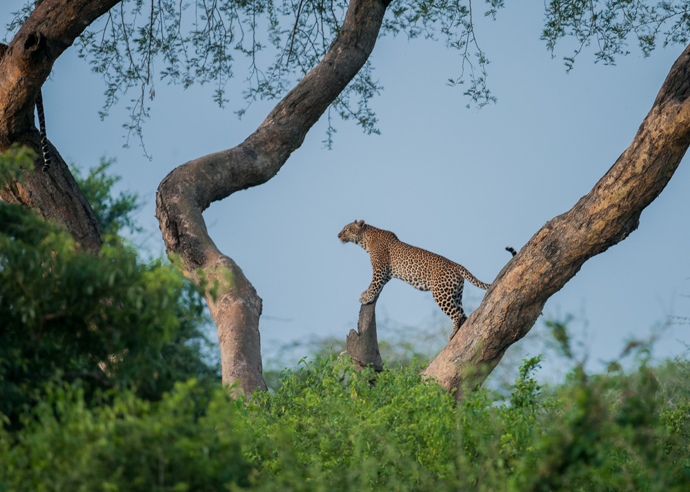 Murchison Falls National Park