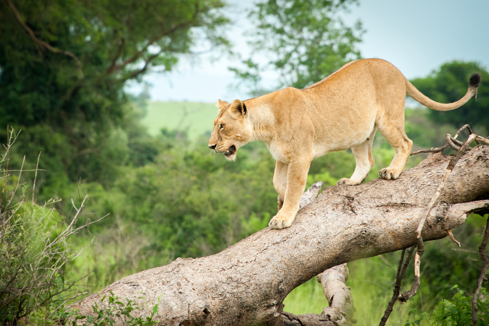 Murchison Falls National Park
