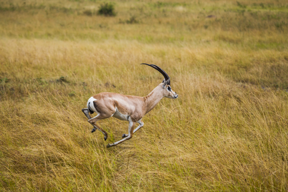 Nairobi National Park