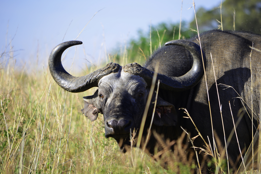 Nairobi National Park