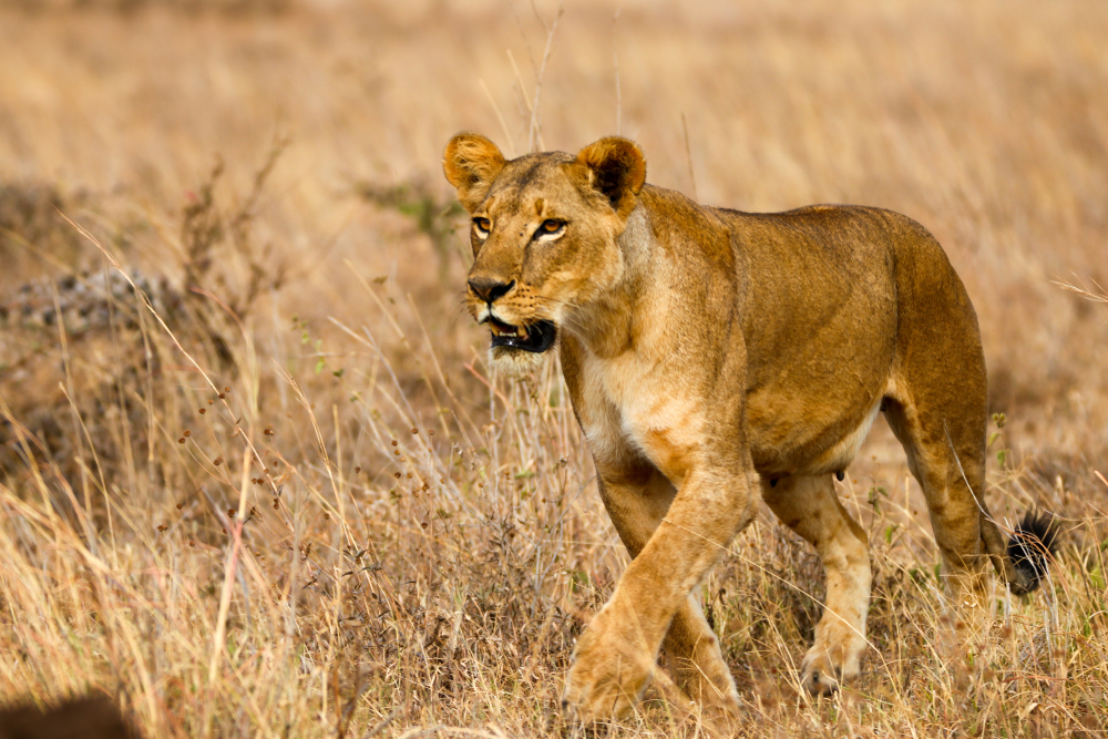 Nairobi National Park