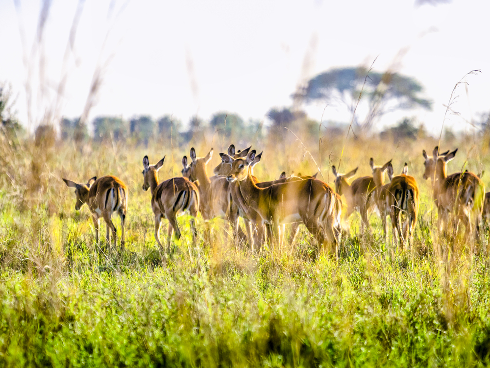 Nairobi National Park