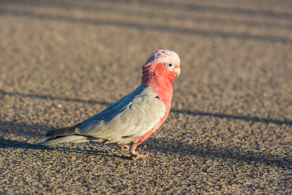 Nambung National Park