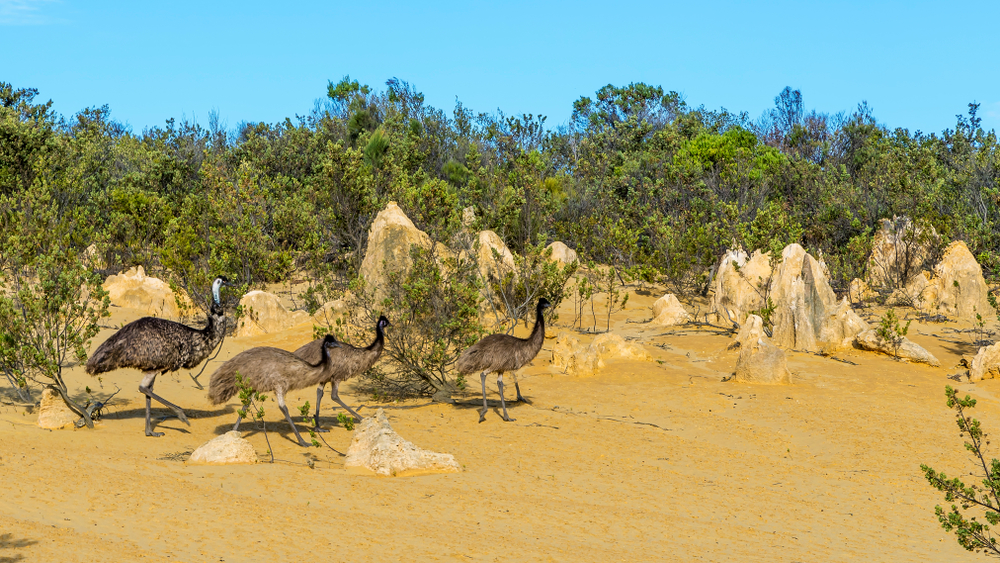 Nambung National Park