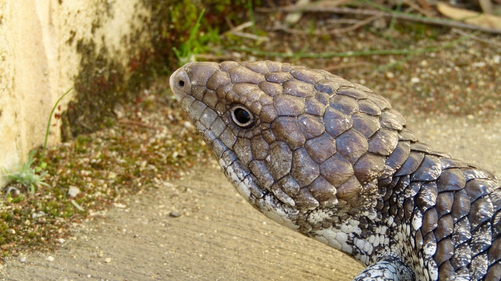 Nambung National Park