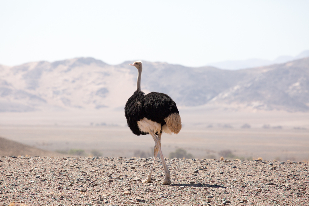Namib-Naukluft National Park
