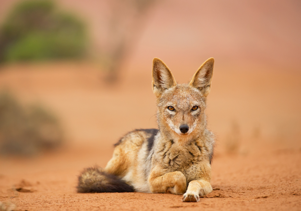 Namib-Naukluft National Park
