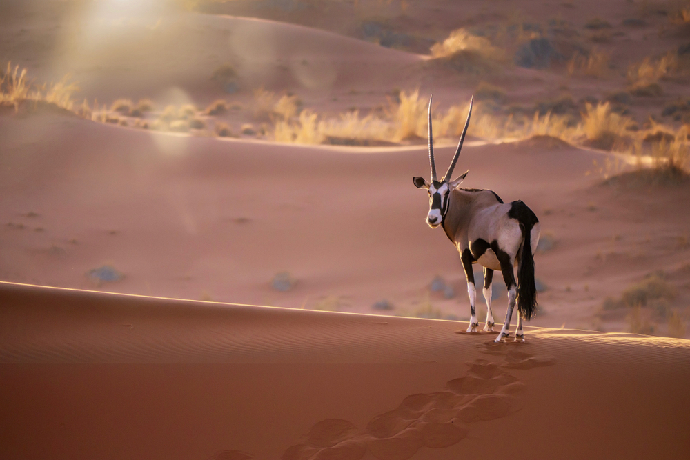Namib-Naukluft National Park