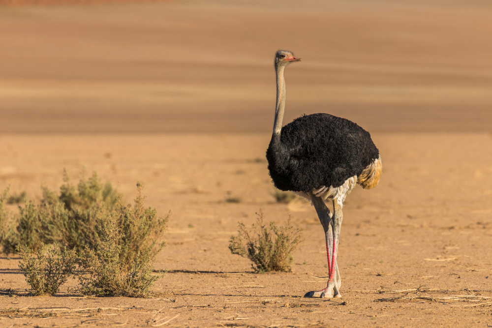 Namib-Naukluft National Park