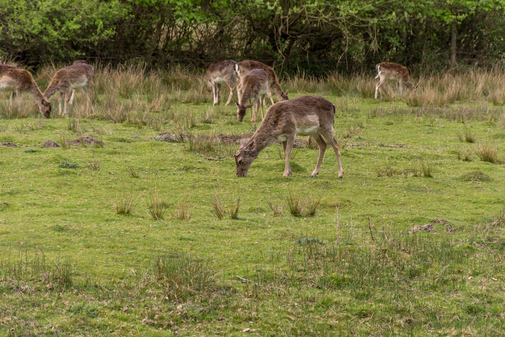 New Forest National Park