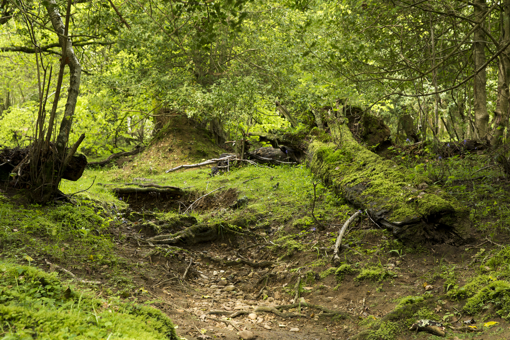 New Forest National Park