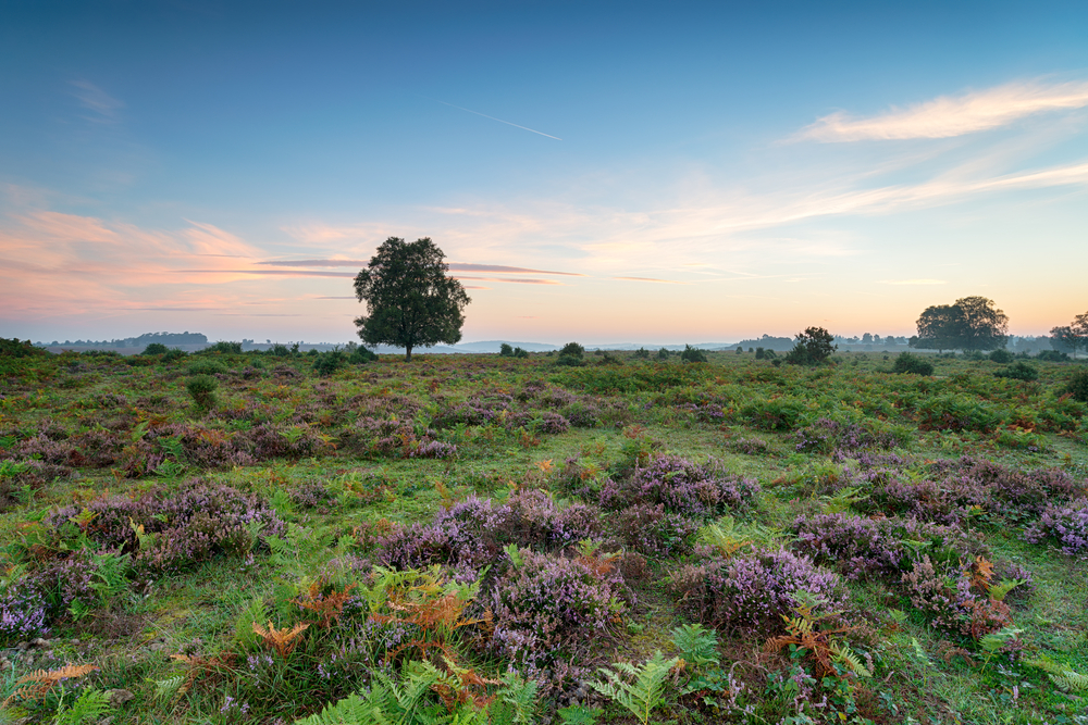New Forest National Park