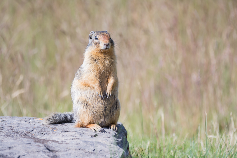 North Cascades National Park