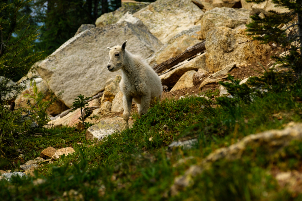 North Cascades National Park