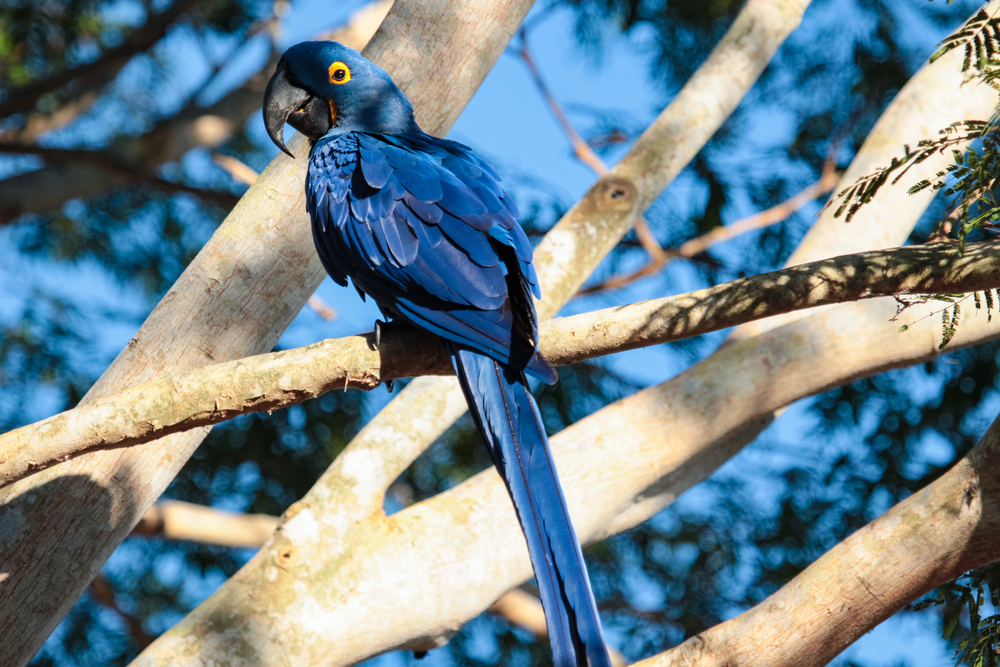 Pantanal Matogrossense