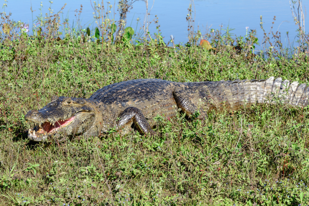 Pantanal Matogrossense