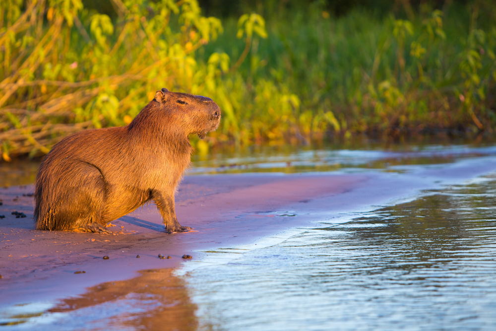 Pantanal Matogrossense