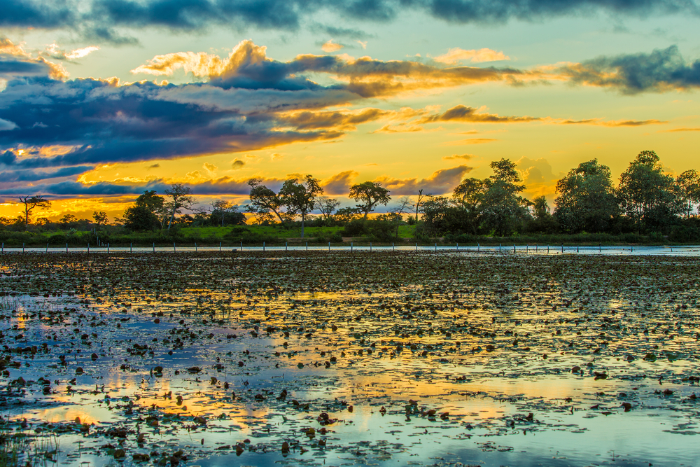 Pantanal Matogrossense