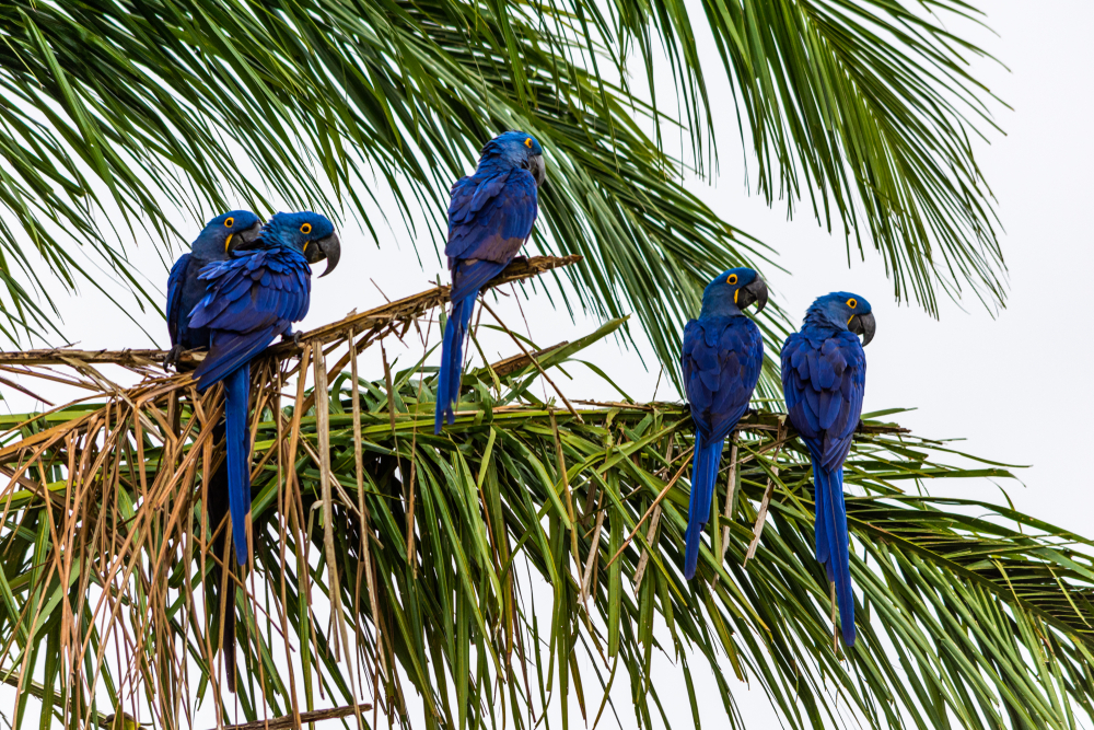 Pantanal Matogrossense