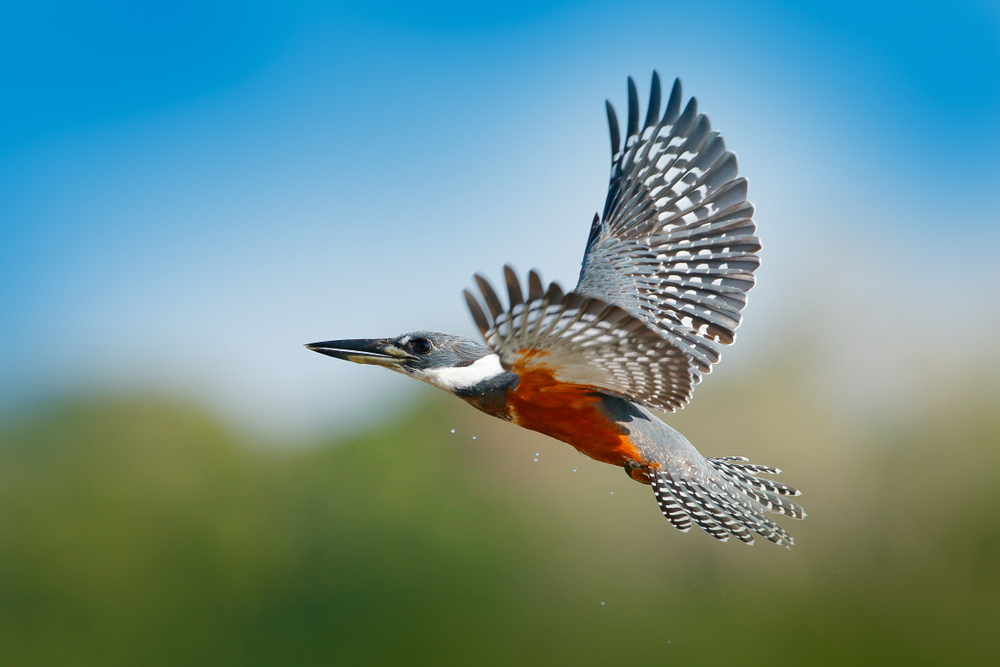 Pantanal Matogrossense