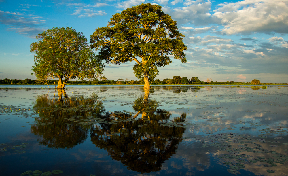 Pantanal Matogrossense