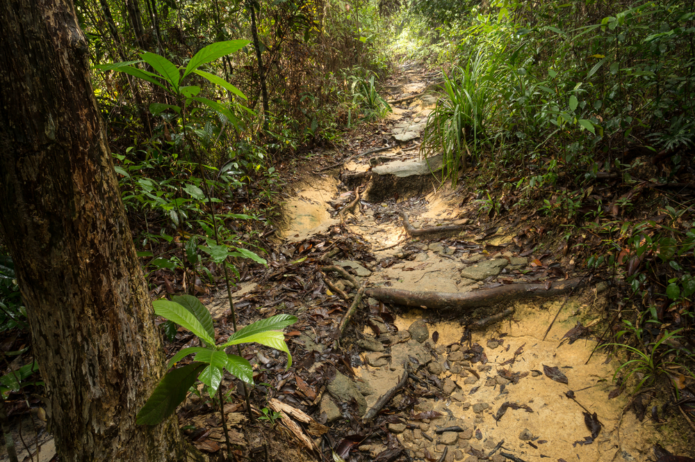 Penang National Park