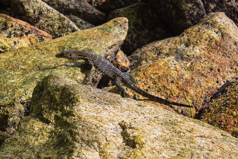 Penang National Park