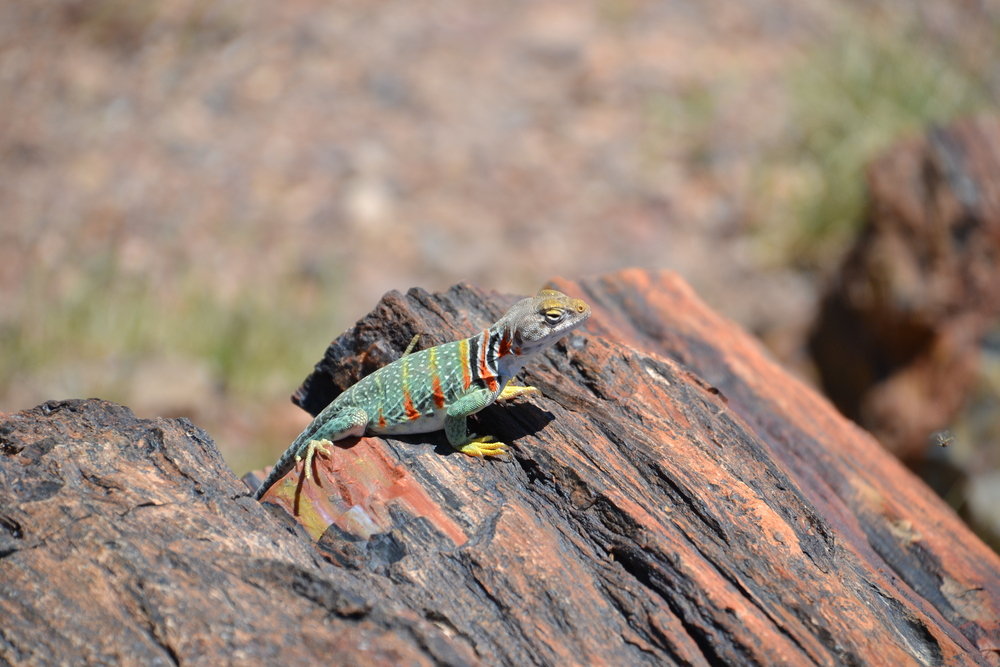 Petrified Forest National Park