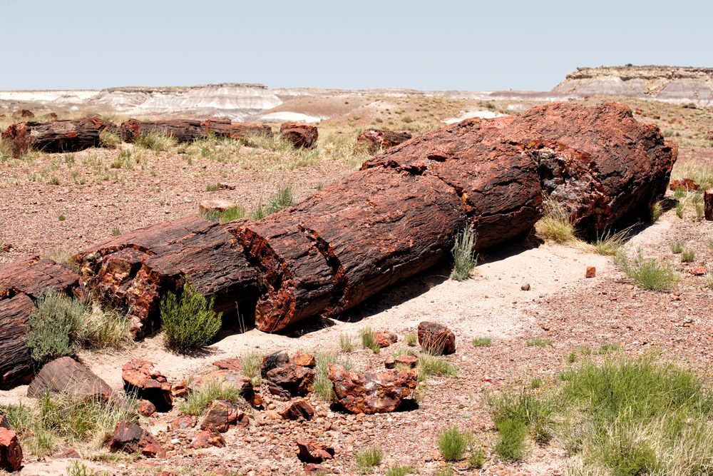 Petrified Forest National Park