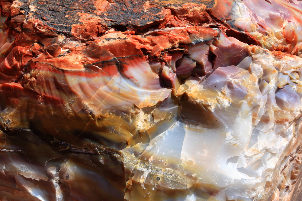 Petrified Forest National Park