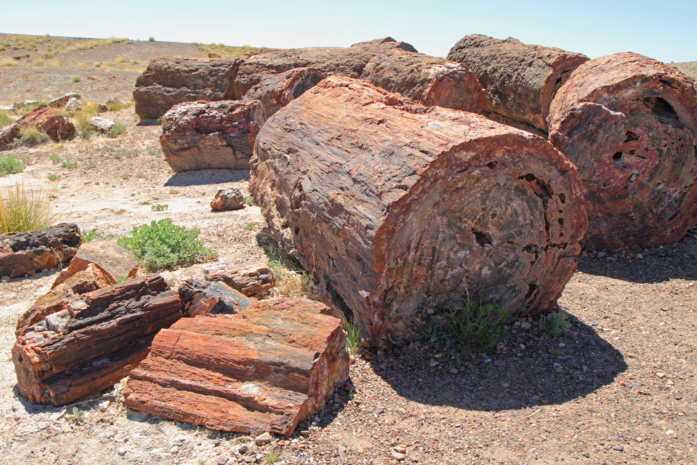 Petrified Forest National Park
