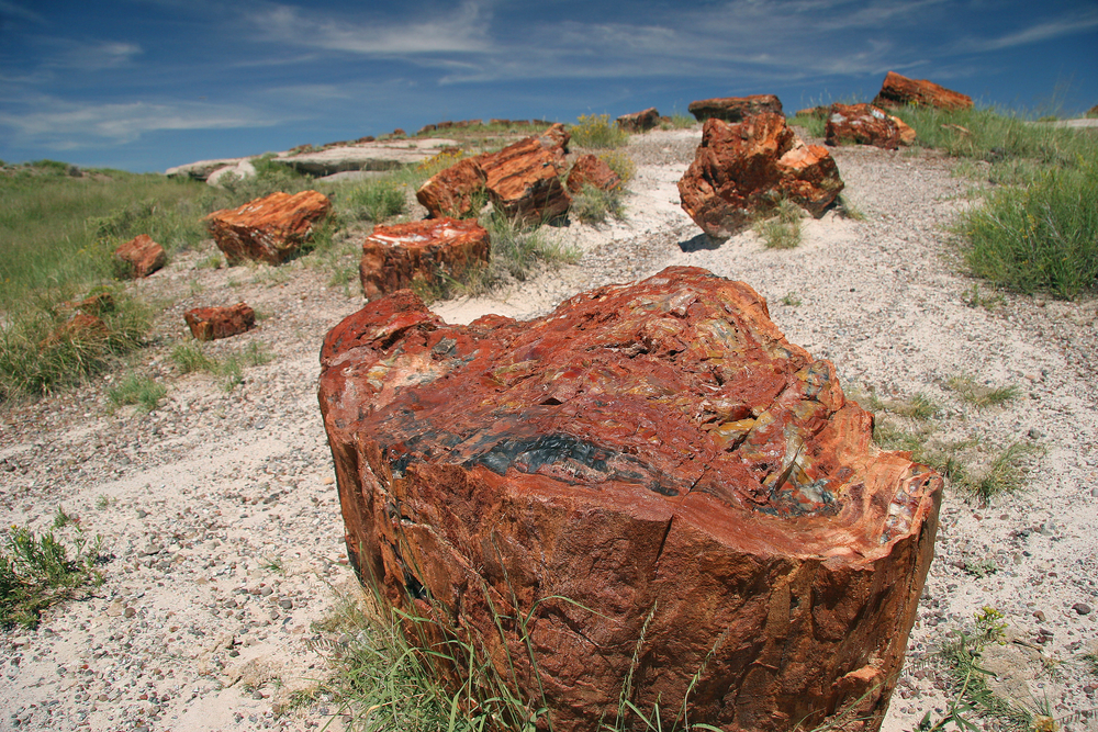 Petrified Forest National Park