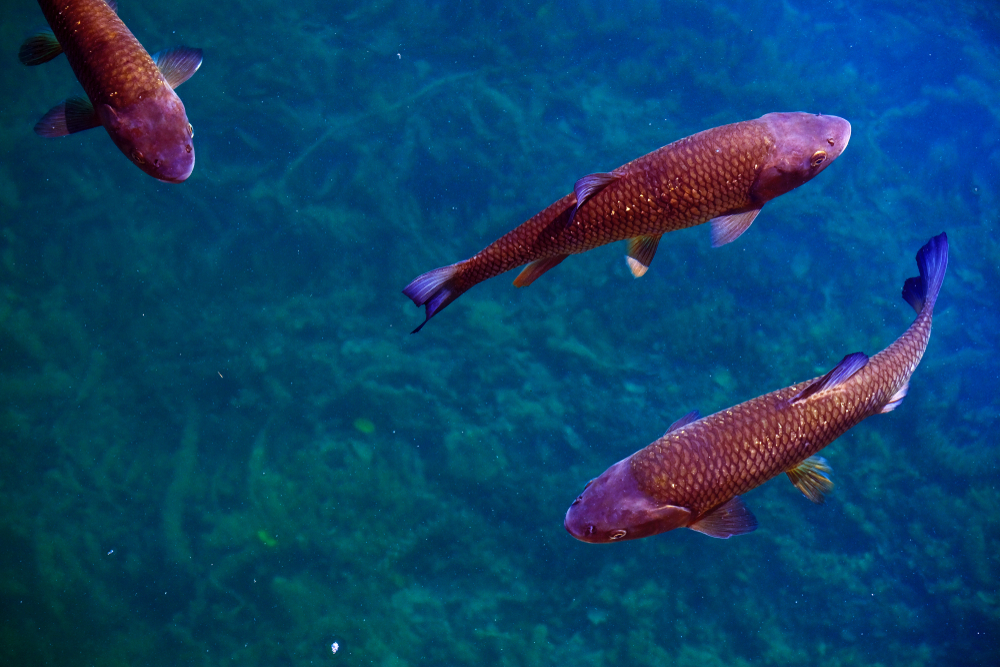 Plitvice Lakes National Park