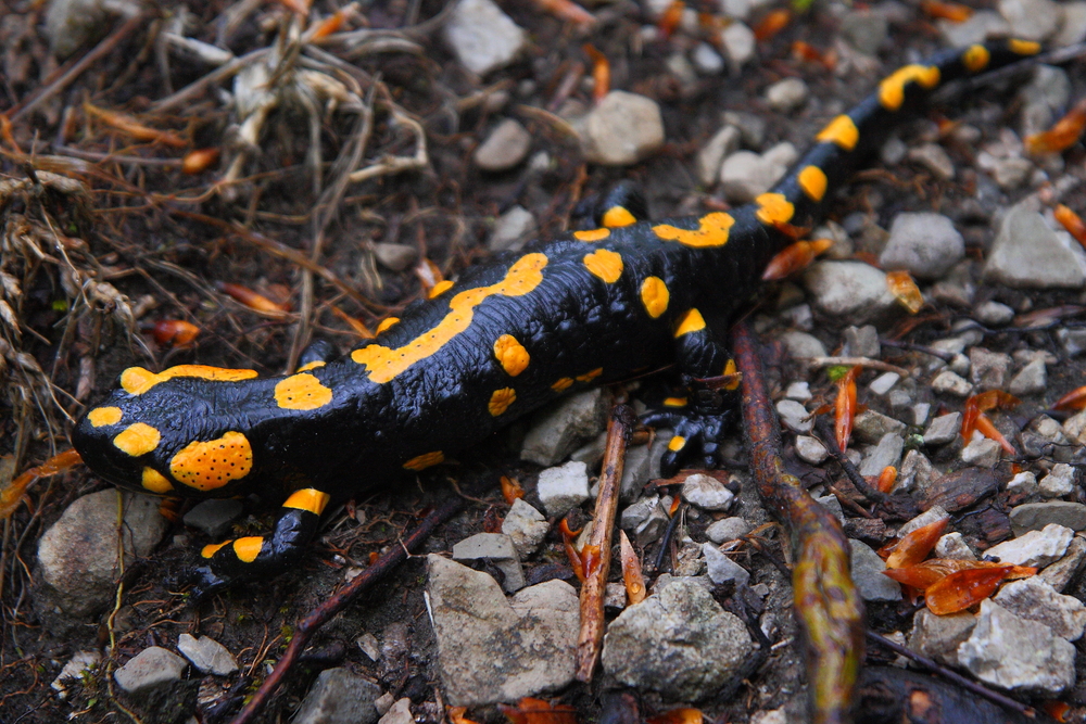 Plitvice Lakes National Park